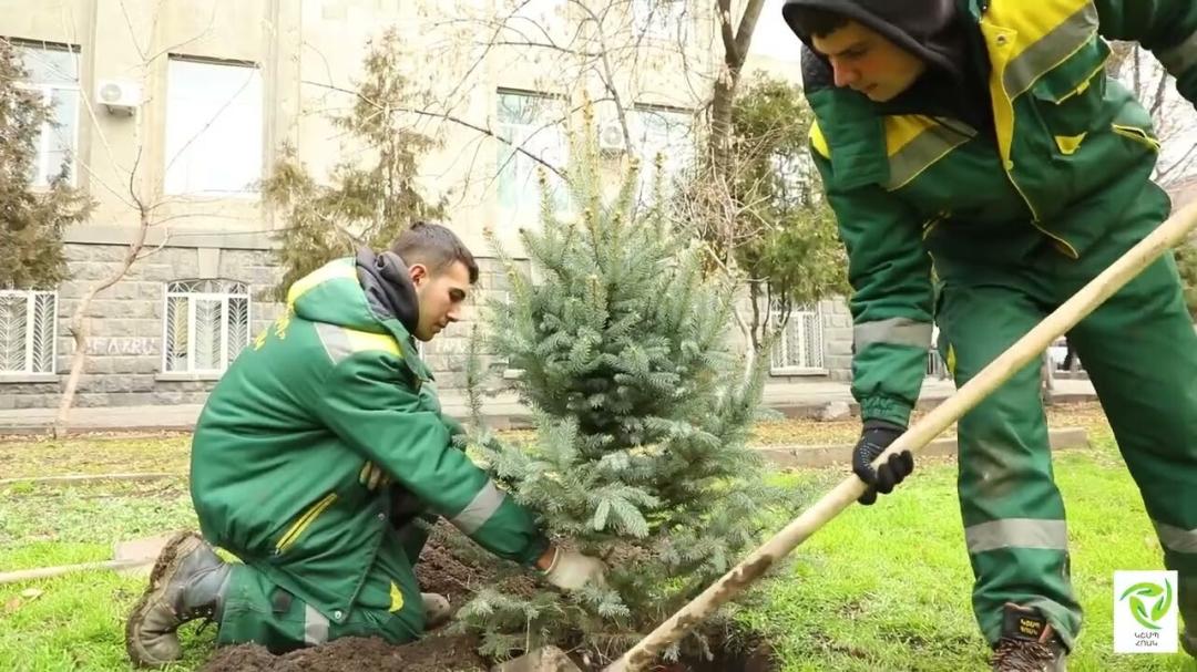 Երևանի կենտրոնում մշտադալար ծառեր են տնկվում