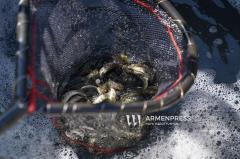 Հայաստանում իրականացվում են Սևանի կողակի և կարմրախայտի պաշարների վերականգնման ծրագրեր