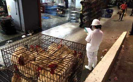 Bird flu costs China industry $6.5 billion