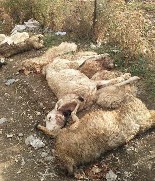 Ակունքում գայլերի ցրիվ տված և հոշոտած հոտից անվնաս գտնվել է 40 գլուխ ոչխար