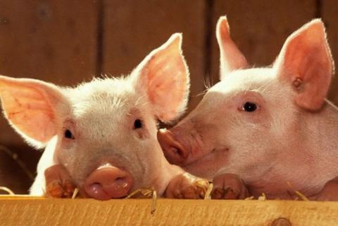 Մոբին թողարկել Է խոզերի նկատմամբ սիրո մասին A Simple Love թրեքի տեսահոլովակը