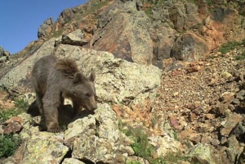 Biodiversity damages of Amulsar gold mine operation to be minimized