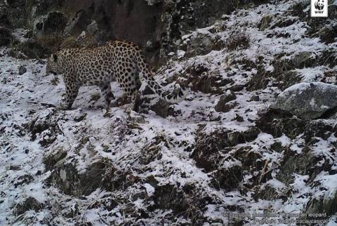 Armenian authorities seek to introduce up to $1,000,000 penalty for leopard poaching