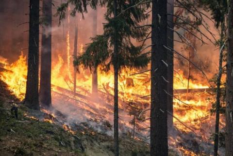 В Болгарии из-за жаркой погоды начались лесные пожары