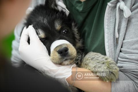 Ընտանի կենդանիների բուժումը և խնամքը
անասնաբուժական կենտրոնում