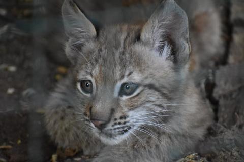 BTA. Two Cubs Born to Eurasian Lynx Family in Sofia Zoo
