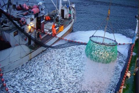 Ռուսաստանը և Նորվեգիան վերսկսել են համագործակցությունը ձկնորսության ոլորտում