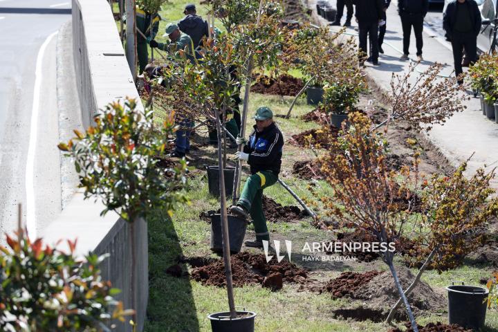 City Hall plants trees outside Interior Ministry HQ in Yerevan