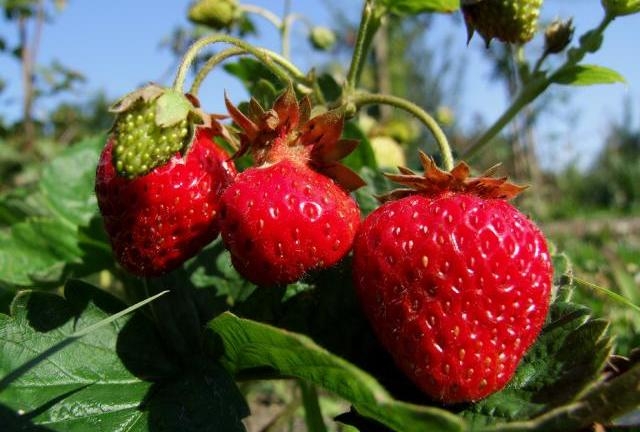 Выращенные  по специальным технологиям урожаи ягодных культур бизнесмен 
экспортирует в страны Персидского залива