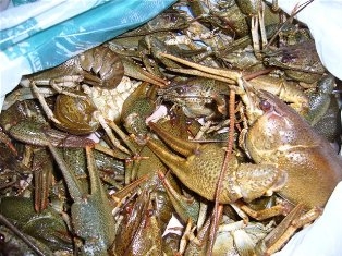 Armenia exports crayfish to Luxembourg
