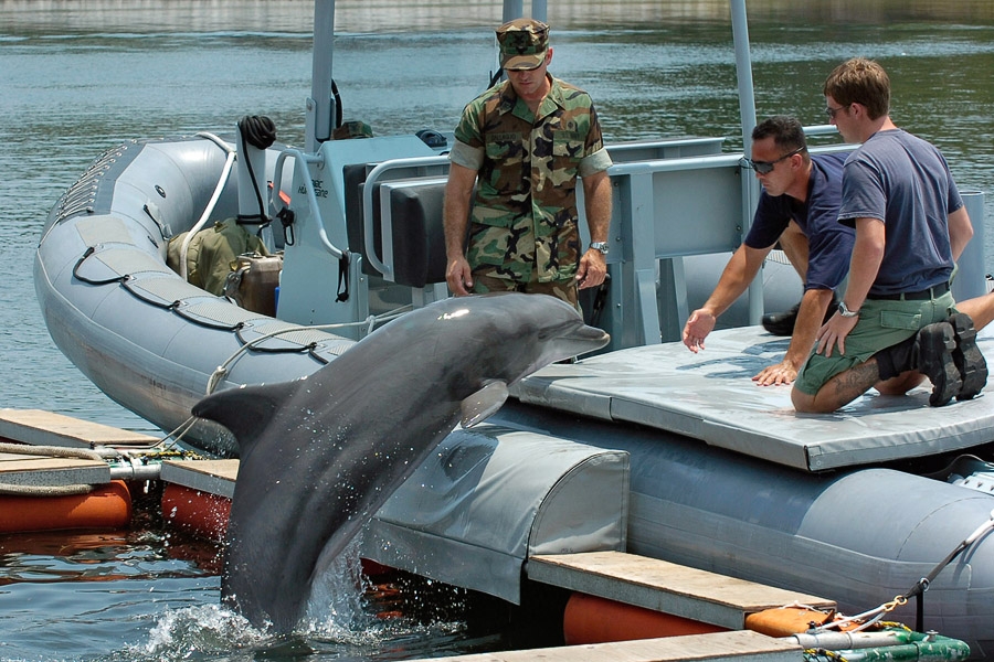 В учениях НАТО на Черном море примут участие боевые дельфины из США