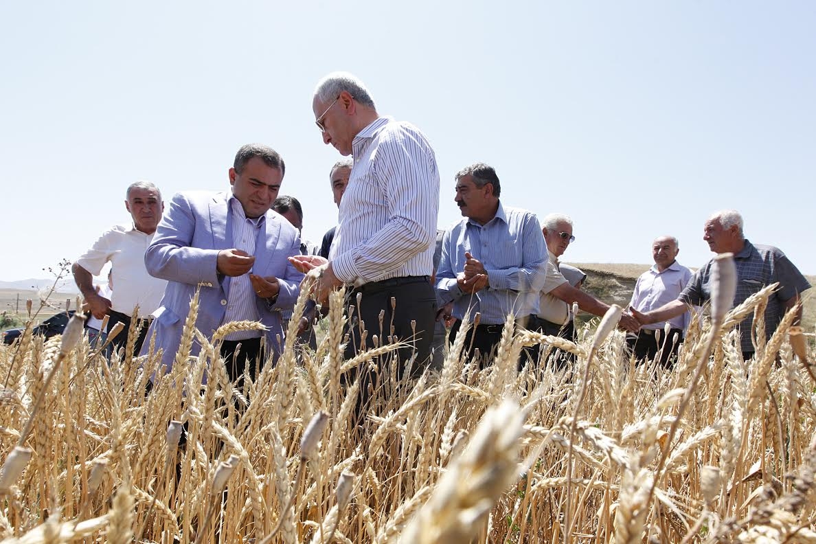 ՀՀ գյուղատնտեսության նախարարը Սյունիքի մարզում հետևել  է  ցորենի և գարու բերքահավաքի աշխատանքներին
