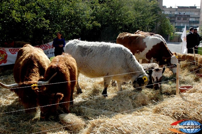 Чешская компания планирует создать животноводческую ферму в Арцахе 