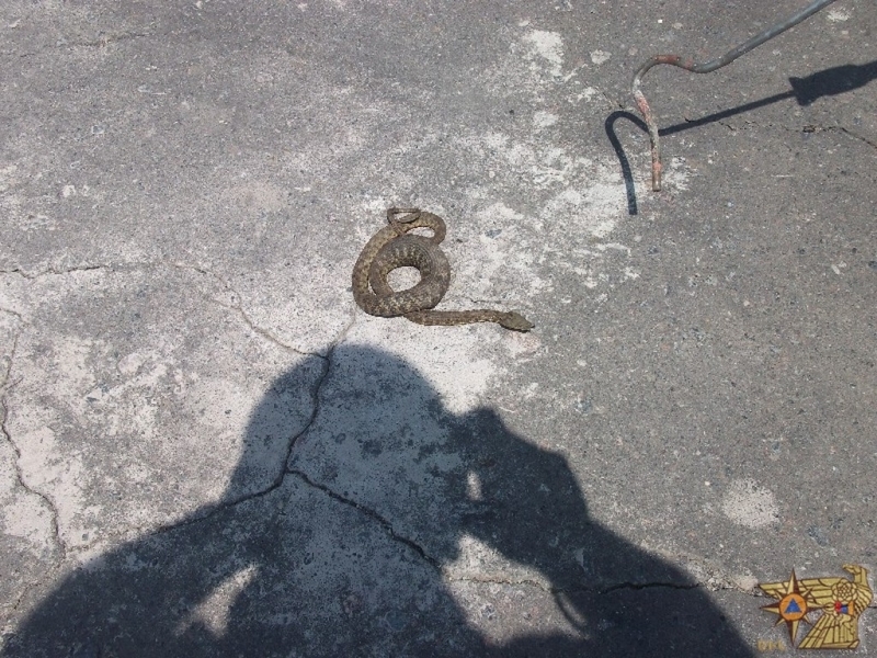 Արմավիրի Այգեկ գյուղի տներից մեկի բակում օձ է նկատվել 