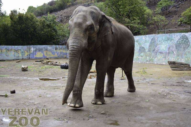 Слон в Тбилисском зоопарке сломал бивни и будет прооперирован