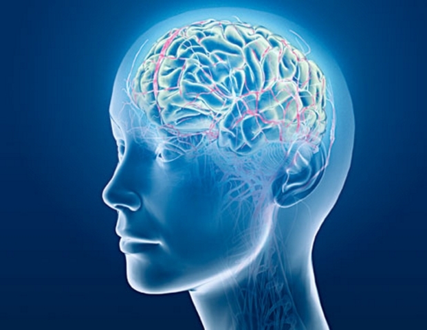 The Telegraph: ученые заявили, что сознание живет после смерти мозга