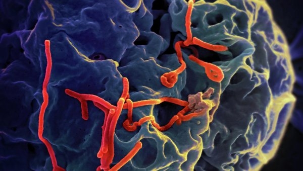 ВОЗ заявила о прекращении распространения лихорадки Эбола в Нигерии
