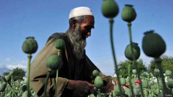 Производство опия в Афганистане бьет рекорды