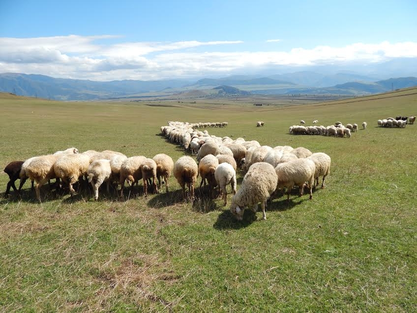 Հովիվը բջջային հեռախոսով փրկել է ոչխարի հոտը գայլերի հարձակումից