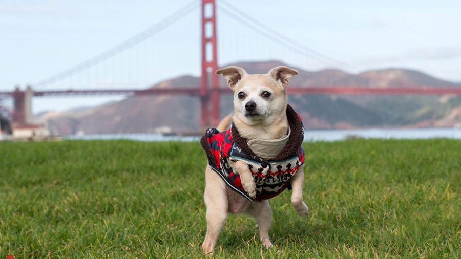 Собака на сутки стала мэром американского Сан-Франциско