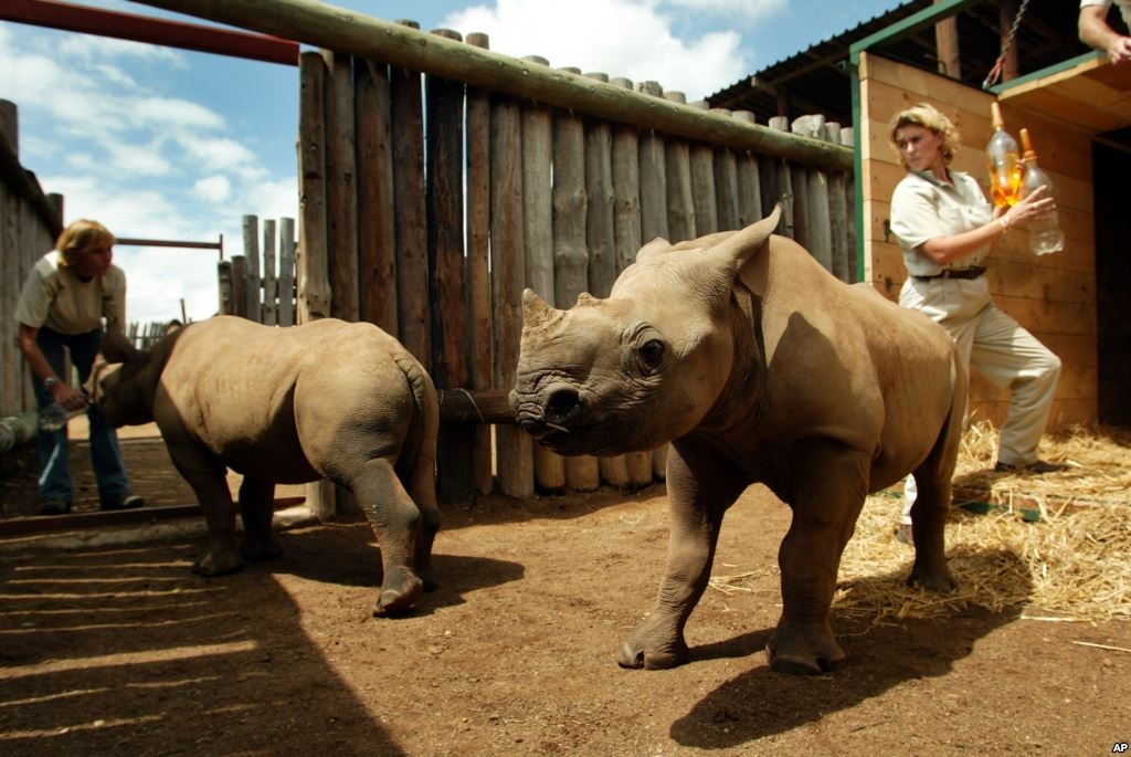 Браконьеры в ЮАР убили рекордное число носорогов