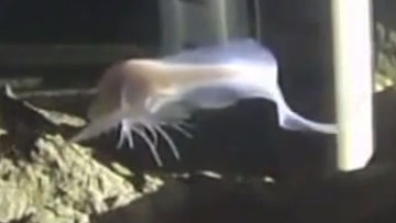 New record: Ethereal deep-sea fish lives 5 miles underwater