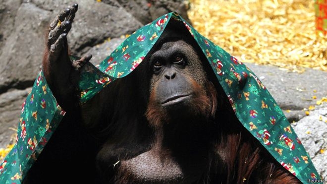 Court in Argentina grants basic rights to orangutan