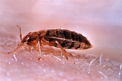 Origin of bed bugs revealed