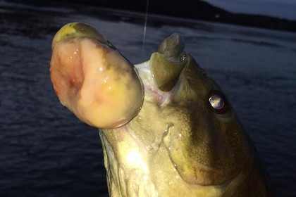 Cancerous fish found in Pennsylvania River