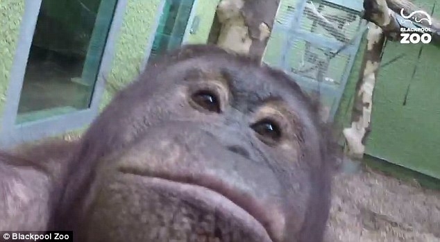 Orangutan masters the selfie