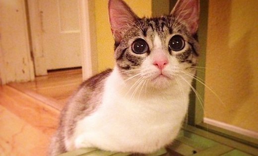Двулапый котенок из США стал звездой Instagram