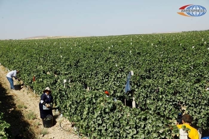 Armenia has nearly 15,000 more hectares of arable land this year