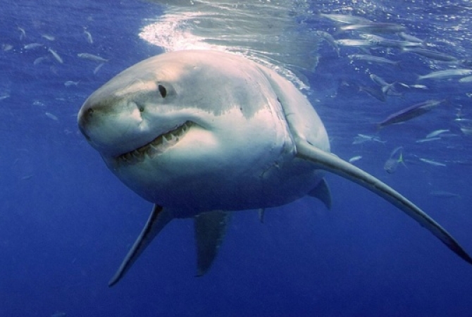В Северной Каролине участились нападения акул на людей