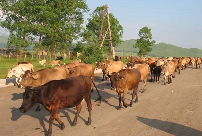 Ադրբեջանում կովերով բողոքի ակցիա է անցկացվել