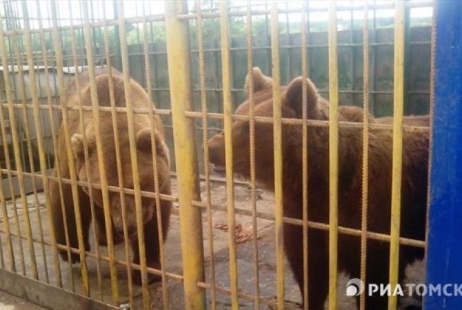 Медведь, живущий при шашлычной в Томске, откусил руку девушке