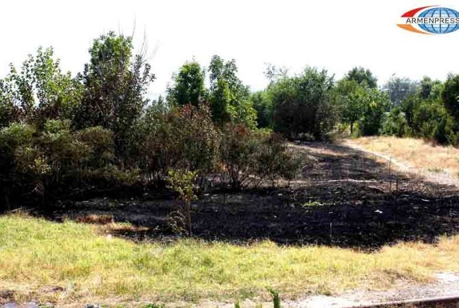 В Ереванском Ботаническом саду сгорела покрытая растительностью территория