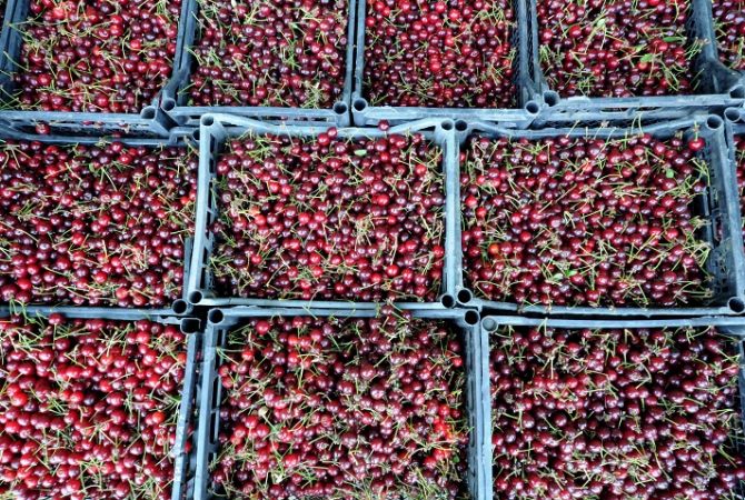  Россия запретила транзит в Казахстан из Белоруссии 37 тонн свежих польских ягод 