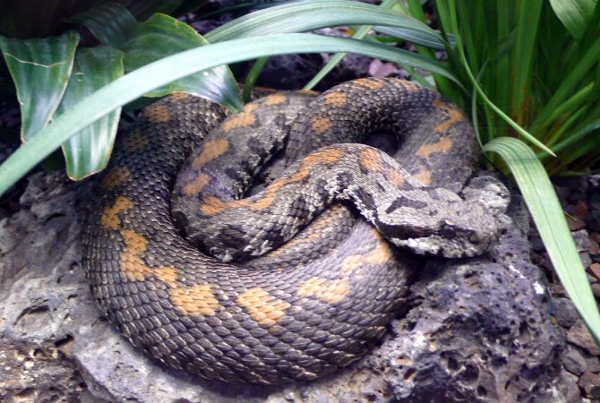 По мнению специалистов, есть необходимость в создании специфической для 
эндемических змей Армении сыворотки