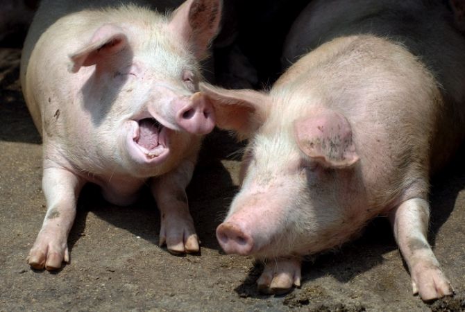 Украинская свинина может быть запрещена к ввозу в Россию в ближайшие дни: 
Россельхознадзор