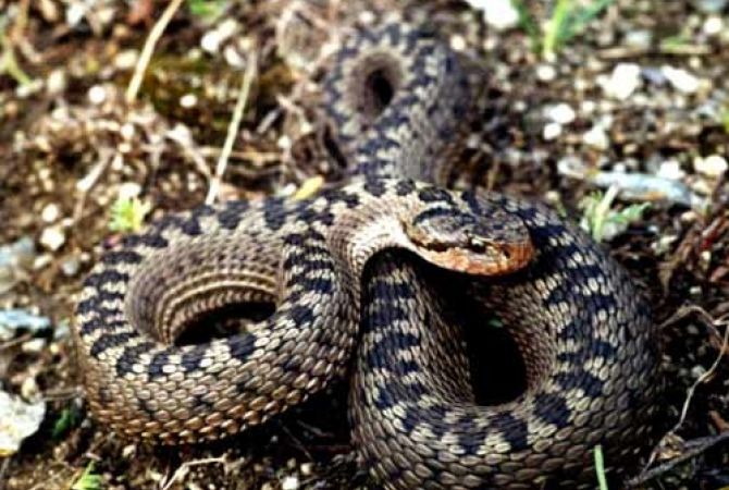 В Вайоц-Дзоре 47-летний человек был ужален змеей