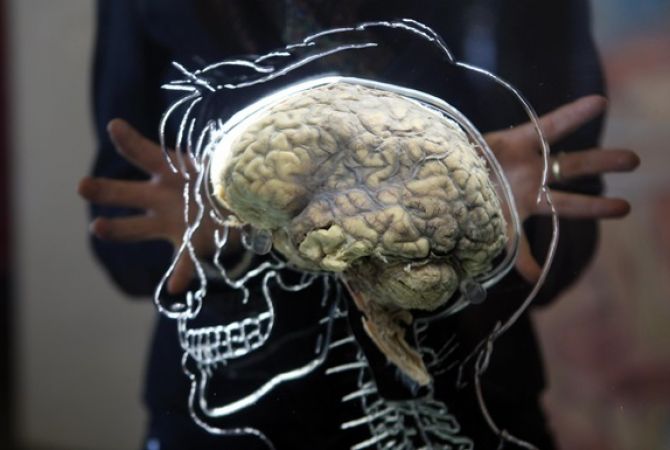 Ученые в США вырастили в лаборатории человеческий мозг