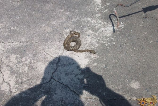 Կոտայքի մարզի Կամարիս գյուղի տներից մեկում օձ է նկատվել 