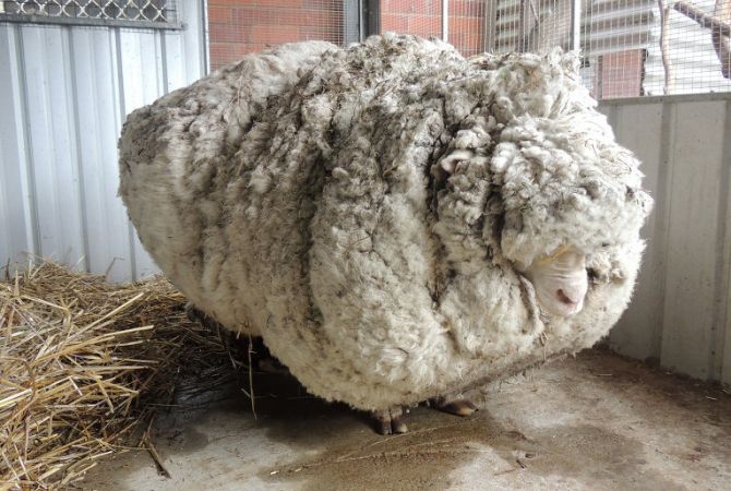 Ավստրալիայում անօթեւան ոչխարը աշխարհի ռեկորդակիր դարձել Է բրդատվության 
ցուցանիշով 
