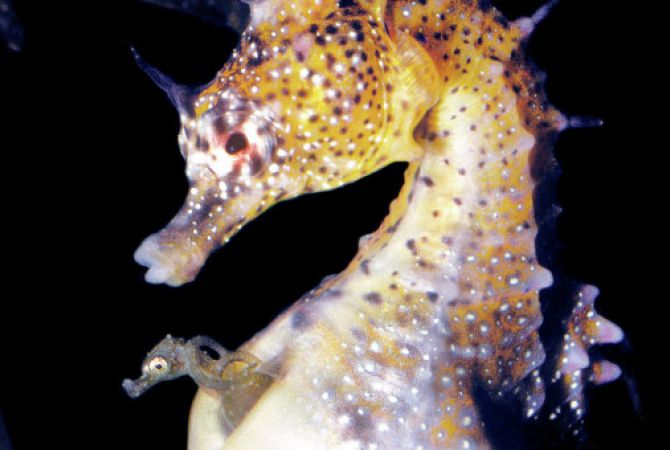 Ученые: морские коньки-самцы беременеют так же, как и женщины