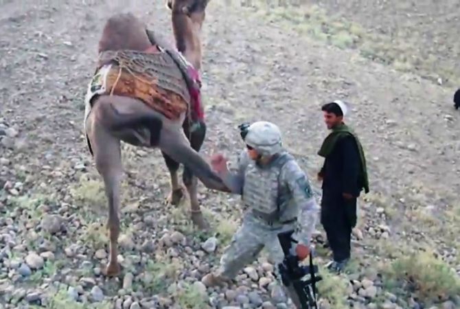В Афганистане американский военнослужащий впервые пострадал от верблюда