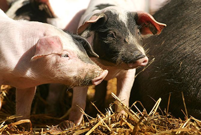Свиней превратят в идеальных доноров органов для человека
