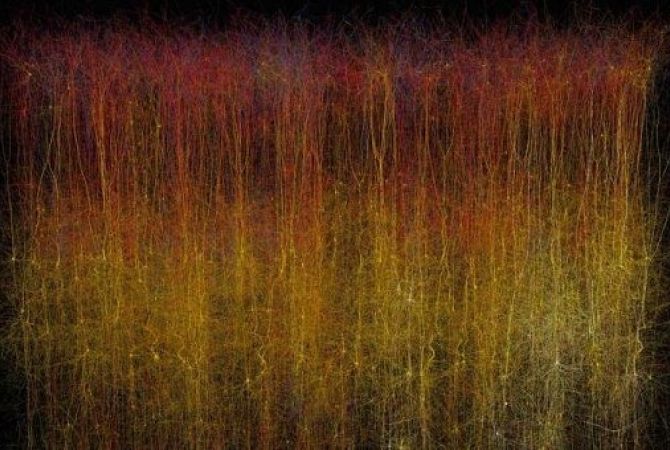 Blue Brain նախագիծն ստեղծել Է 31 հազար նեյրոններից բաղկացած առաջին արհեստական 
ուղեղը