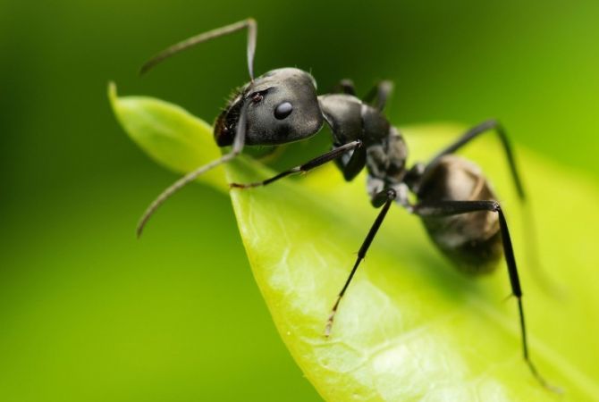 Ավստրալացին վեց օր ապրել Է՝ սնվելով մրջյուններով
