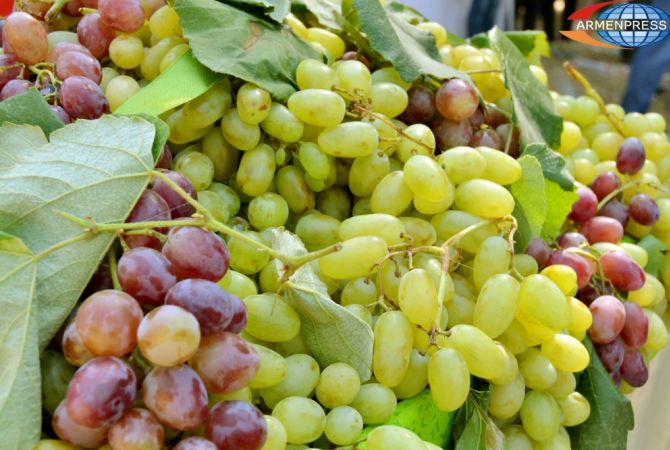 Armenia produces 276 thousand tons of grapes as of October 13