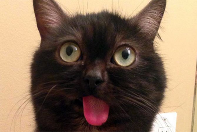 Մշտապես դուրս ընկած լեզվով կատուն Instagram-ի աստղ Է դարձել